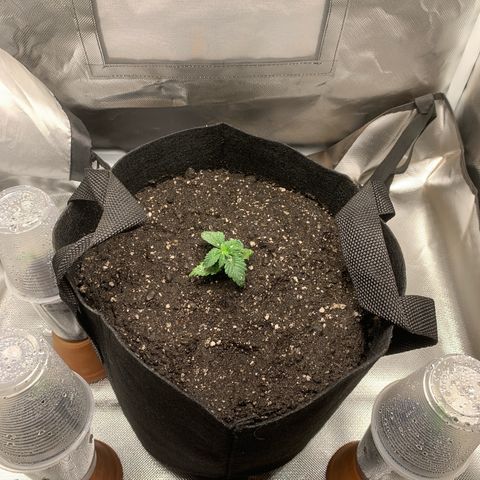Bud love s2  growlog timeline photo