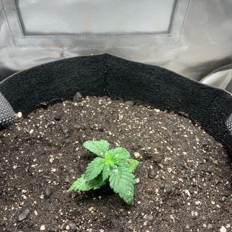 Bud love s2  growlog timeline photo