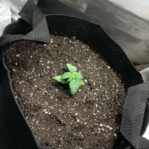 Bud love s2  growlog timeline photo