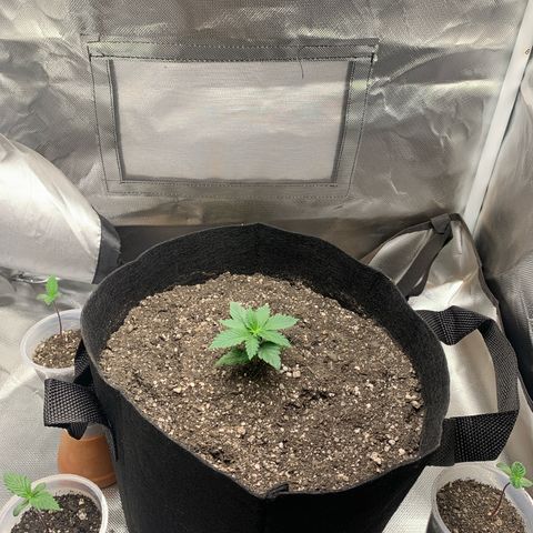 Bud love s2  growlog timeline photo