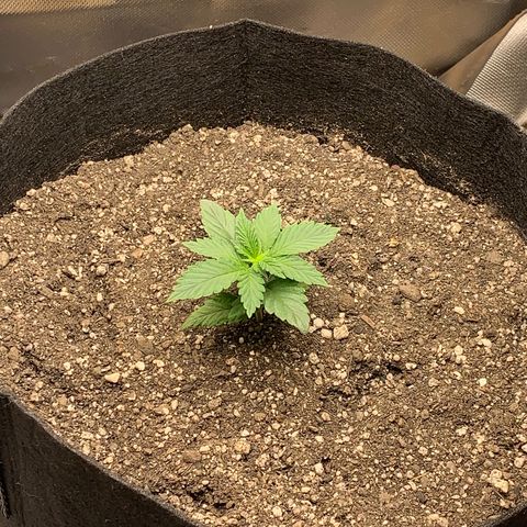 Bud love s2  growlog timeline photo