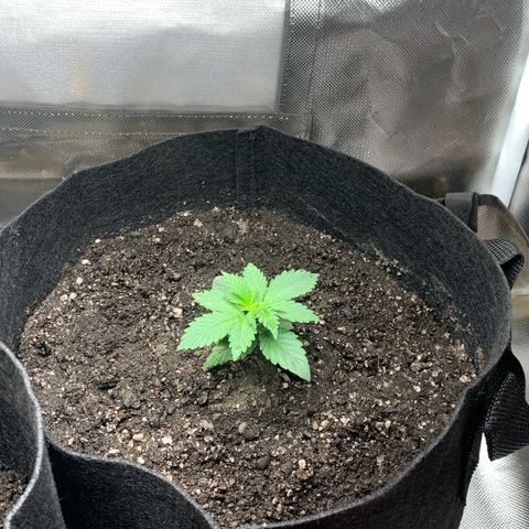 Bud love s2  growlog timeline photo