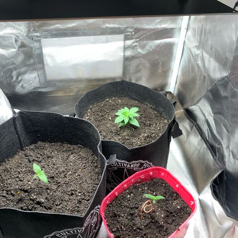 Bud love s2  growlog timeline photo