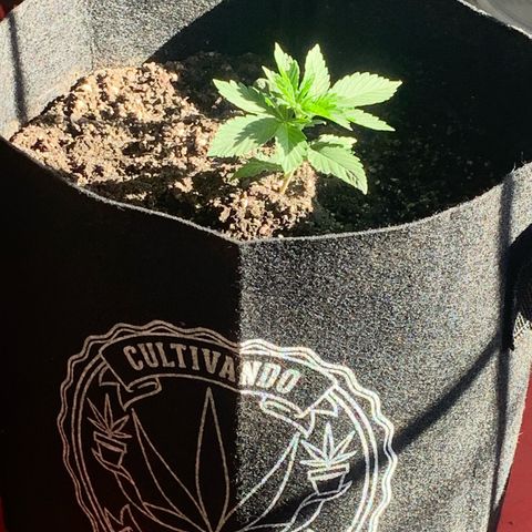 Bud love s2  growlog timeline photo