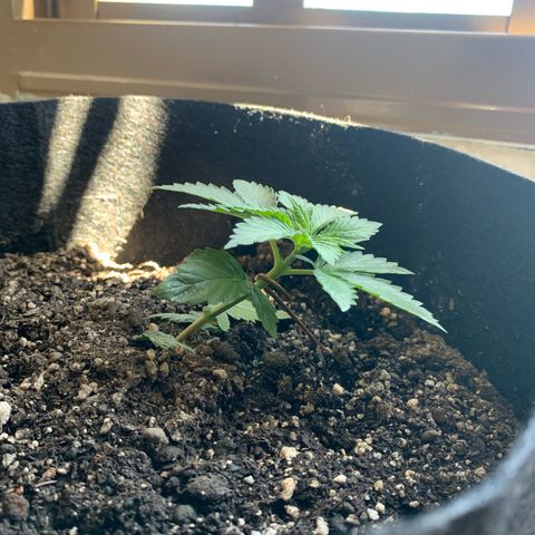 Bud love s2  growlog timeline photo