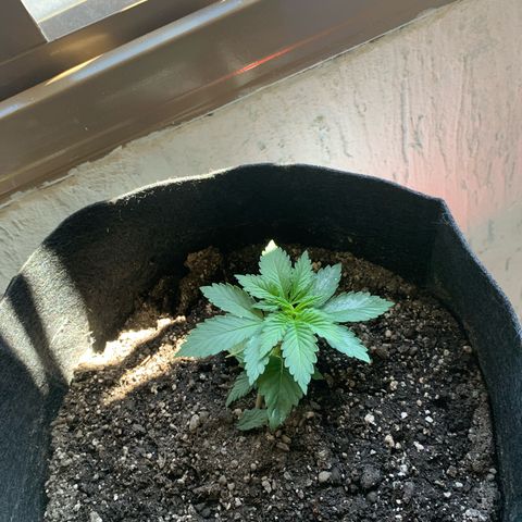 Bud love s2  growlog timeline photo