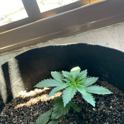 Bud love s2  growlog timeline photo