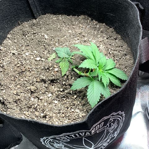 Bud love s2  growlog timeline photo