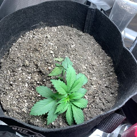 Bud love s2  growlog timeline photo