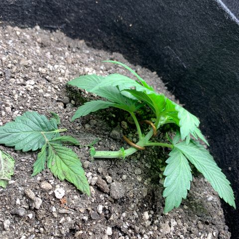 Bud love s2  growlog timeline photo