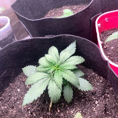Bud love s2  growlog timeline photo