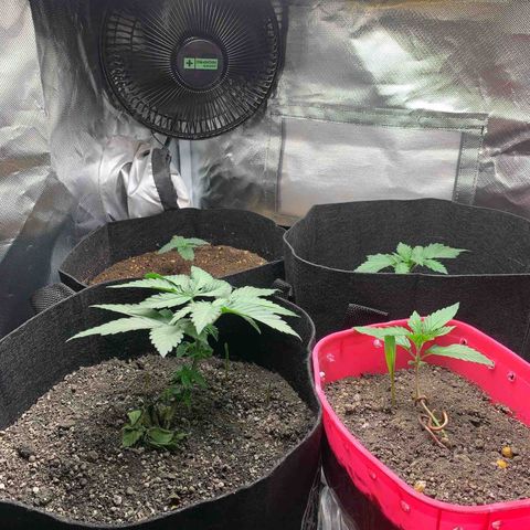 Bud love s2  growlog timeline photo