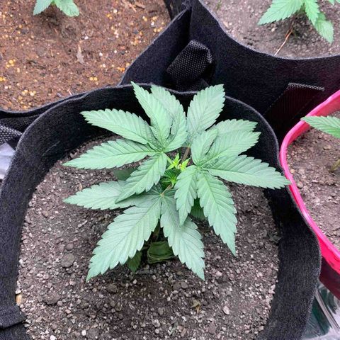 Bud love s2  growlog timeline photo