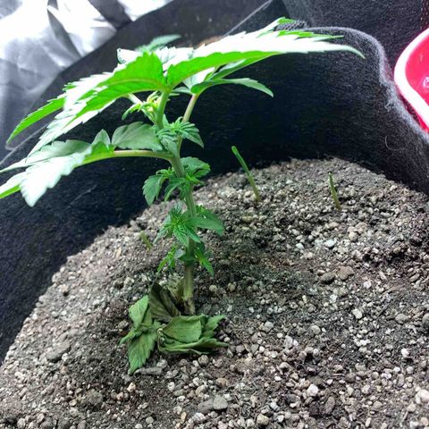 Bud love s2  growlog timeline photo