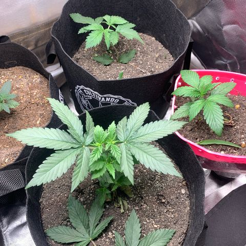 Bud love s2  growlog timeline photo