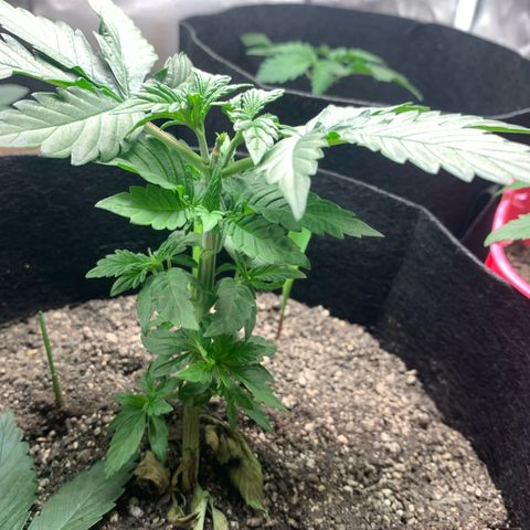 Bud love s2  growlog timeline photo