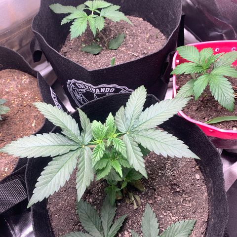 Bud love s2  growlog timeline photo