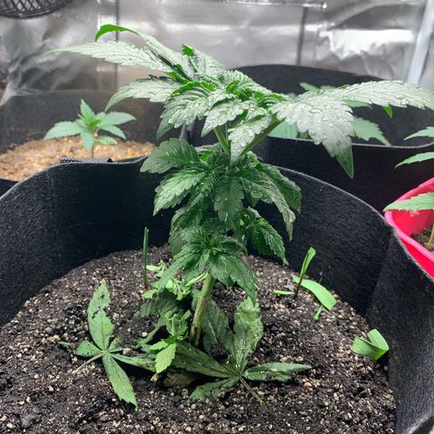 Bud love s2  growlog photo: 2 ml de genetics one