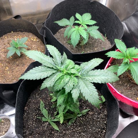 Bud love s2  growlog photo: 2 ml de genetics one