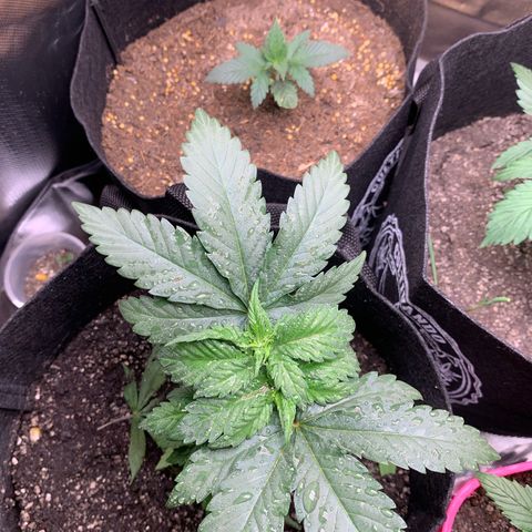 Bud love s2  growlog photo: 2 ml de genetics one