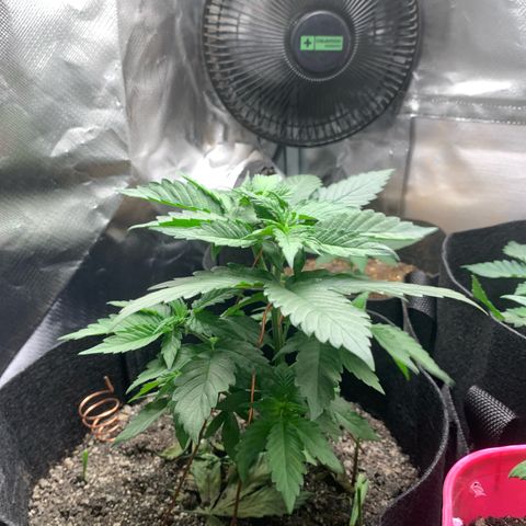 Bud love s2  growlog timeline photo