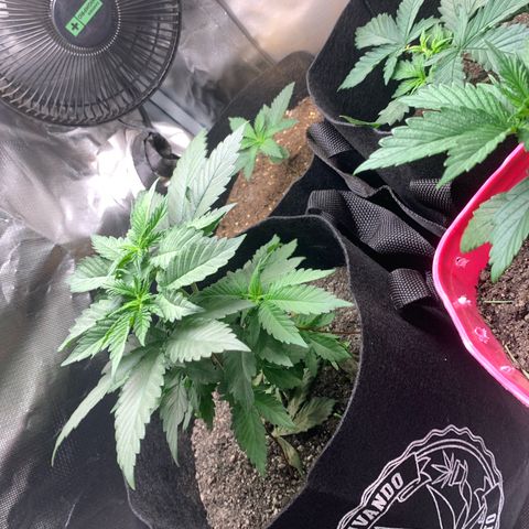 Bud love s2  growlog timeline photo
