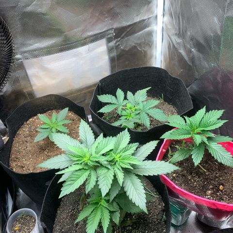 Bud love s2  growlog timeline photo