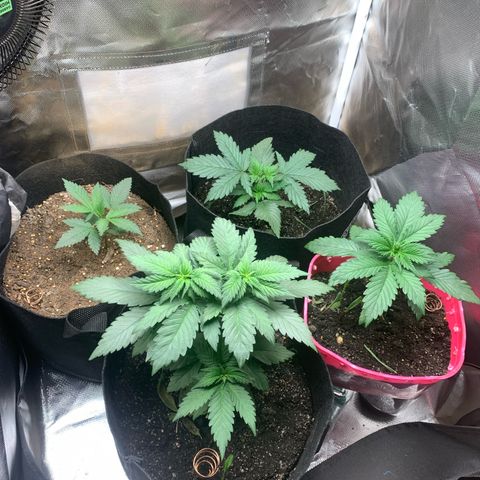 Bud love s2  growlog timeline photo