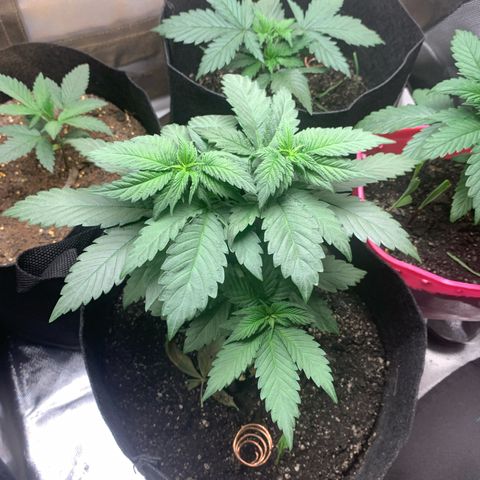 Bud love s2  growlog timeline photo