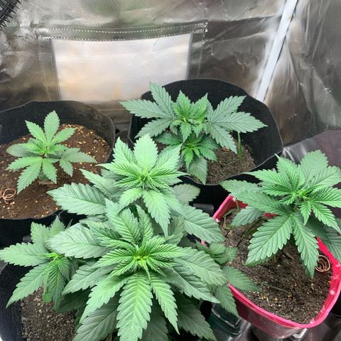 Bud love s2  growlog timeline photo