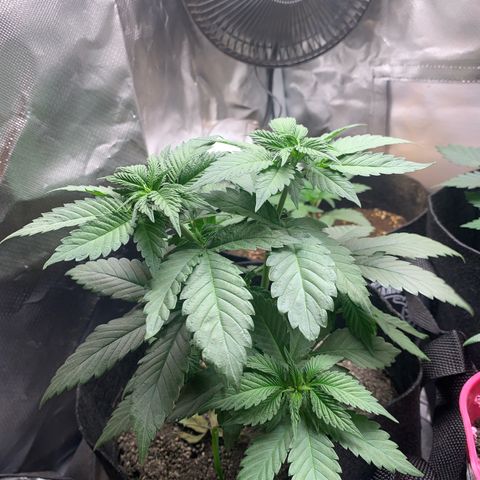 Bud love s2  growlog timeline photo