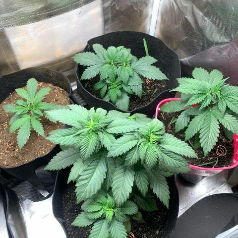 Bud love s2  growlog timeline photo
