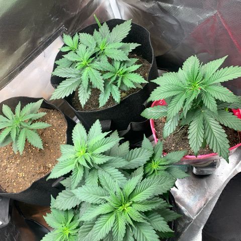 Bud love s2  growlog timeline photo