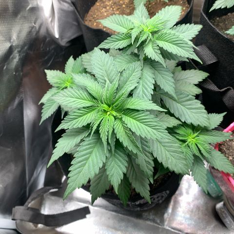 Bud love s2  growlog timeline photo