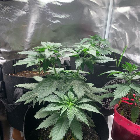 Bud love s2  growlog timeline photo