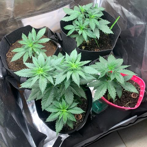 Bud love s2  growlog timeline photo