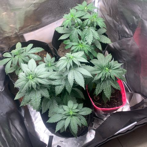 Bud love s2  growlog timeline photo