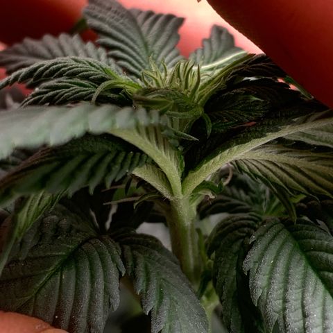 Bud love s2  growlog timeline photo