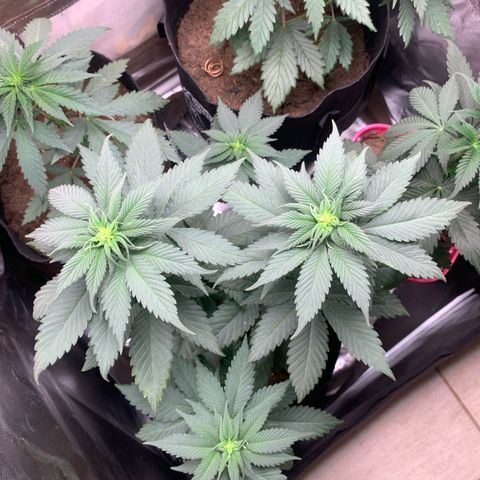 Bud love s2  growlog timeline photo