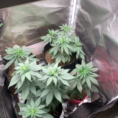 Bud love s2  growlog timeline photo