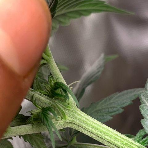 Bud love s2  growlog timeline photo