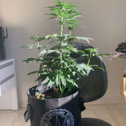 Bud love s2  growlog timeline photo