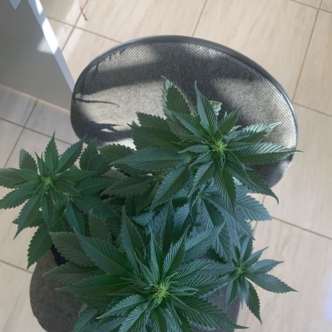 Bud love s2  growlog timeline photo