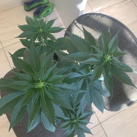 Bud love s2  growlog timeline photo