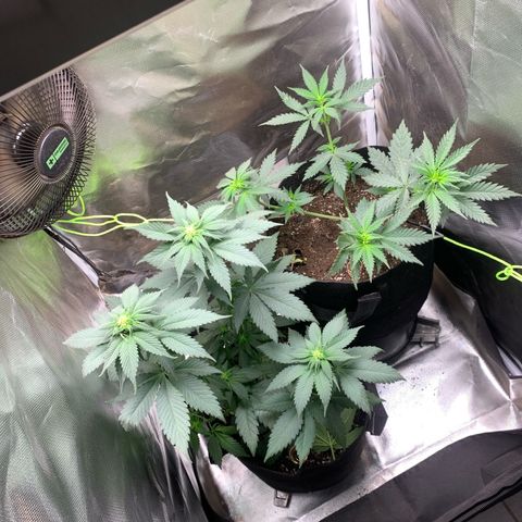 Bud love s2  growlog timeline photo