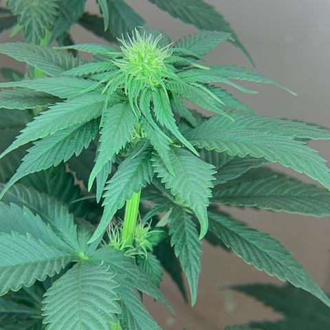 Bud love s2  growlog timeline photo