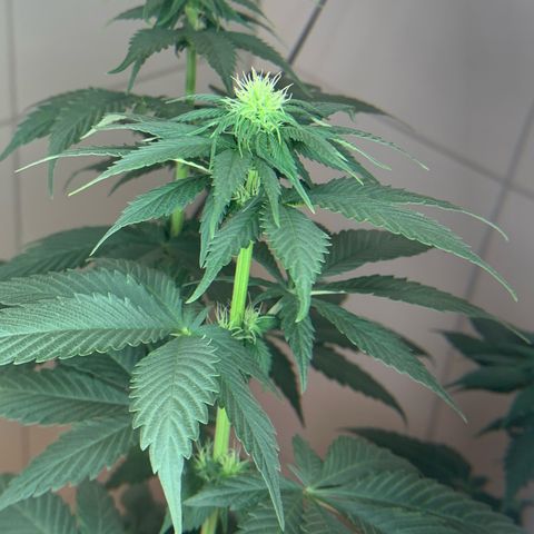 Bud love s2  growlog timeline photo