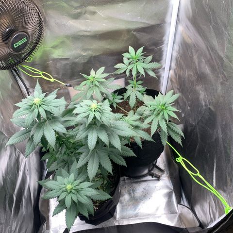 Bud love s2  growlog timeline photo