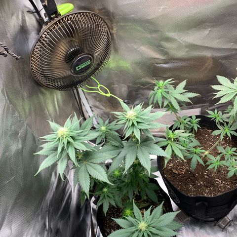 Bud love s2  growlog timeline photo