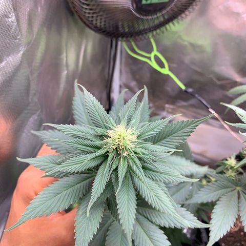Bud love s2  growlog timeline photo